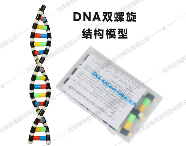 33307DNA˫ṹģ